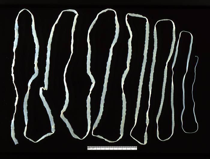 Dog tapeworm - Taenia saginata