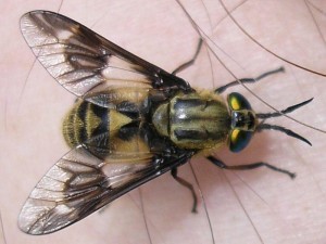 chrysops fly