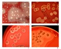images of colony morphology