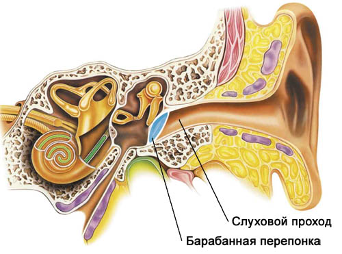 Строение среднего уха