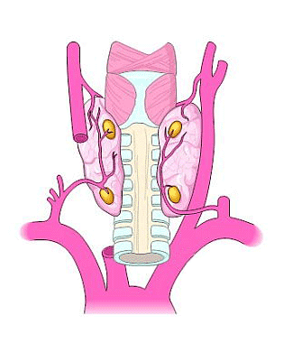 Parathyroid gland function and how parathyroid glands function.