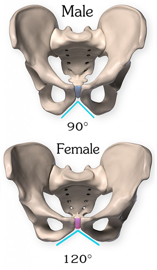 Pubic arch sexual dimorphism