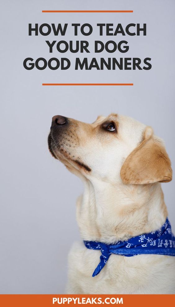 Does your dog have bad manners? Here