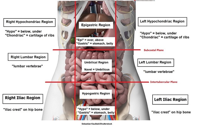 nine abdominal regions, epigastric, hypogastric,umbilical, hypochondriac, lumbar, iliac