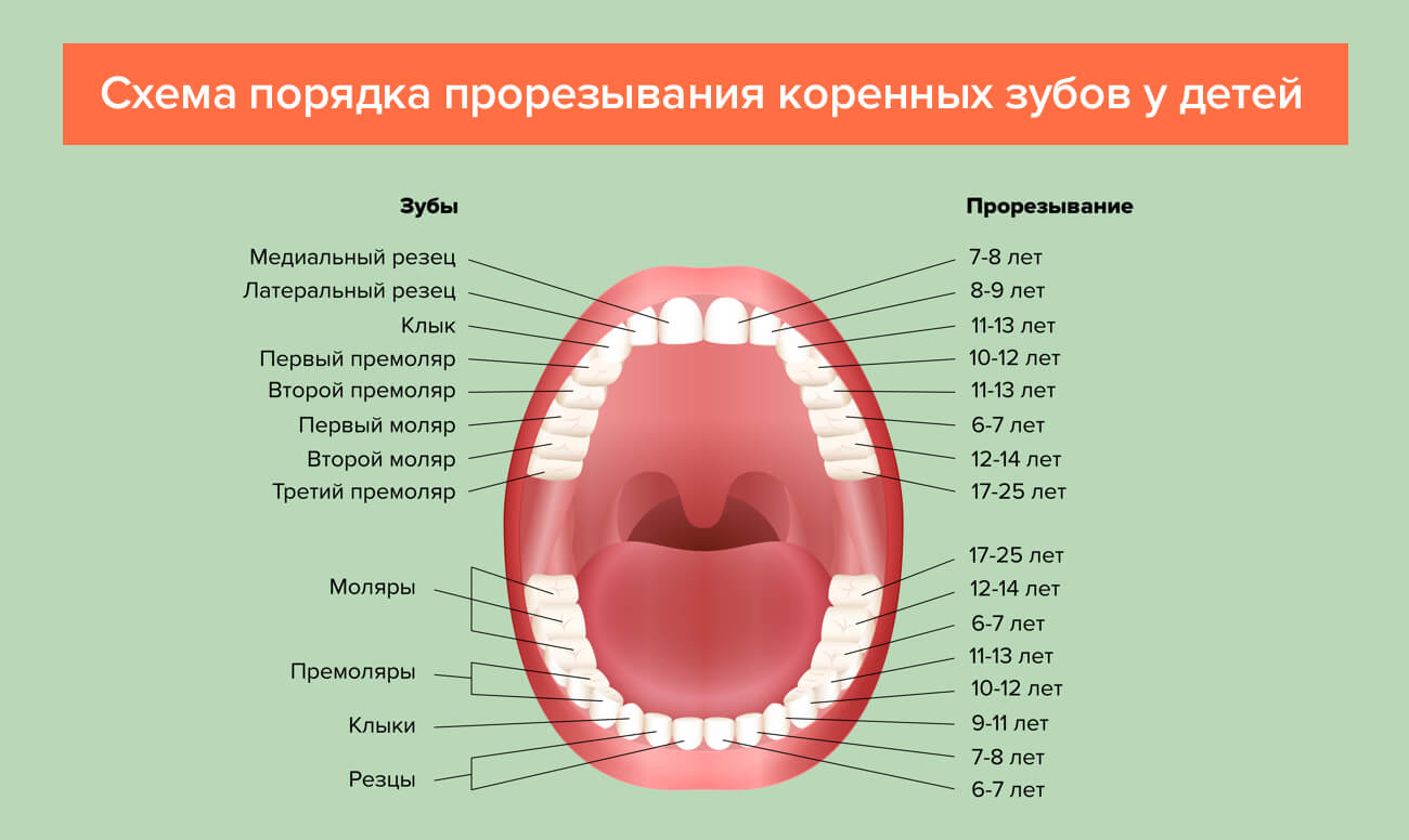 Схема прорезывания коренных зубов у детей в картинках