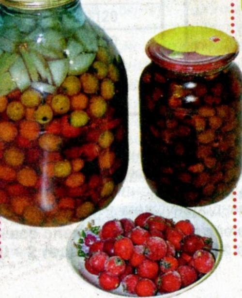 Как сохранить плоды боярышника на зиму. Как хранить боярышник правильно на зиму в домашних условиях сушеные плоды и свежие ягоды